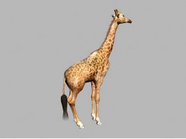 Wild Giraffe 3d model preview