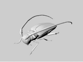 Longhorn Beetle 3d model preview