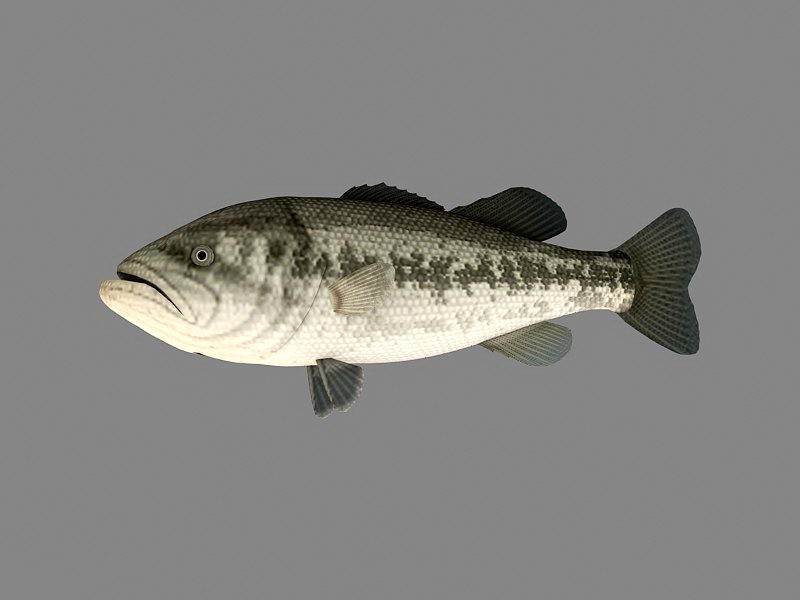 Animated Swimming Blackfish 3d rendering