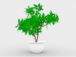 Large Indoor Potted Plant 3d model preview