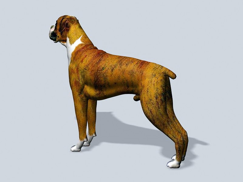 Male Bulldog 3d rendering