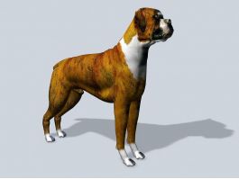 Male Bulldog 3d model preview