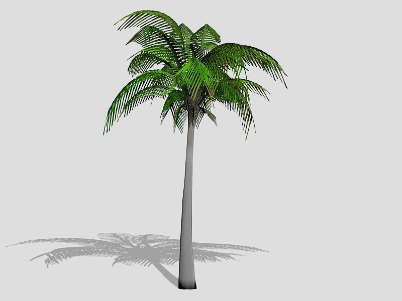 Tall Coconut Tree 3d rendering