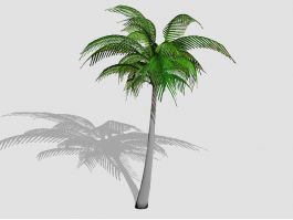 Tall Coconut Tree 3d model preview