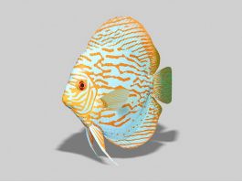 Red Turquoise Discus Fish 3d model preview