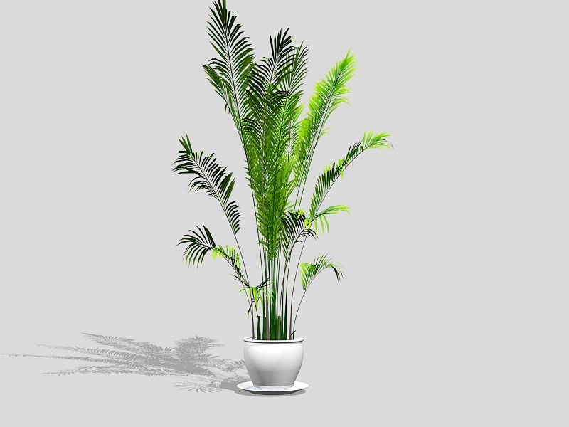 Chamaedorea Palm HousePlant 3d rendering