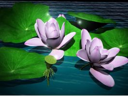 Lotus Flower Plant 3d preview