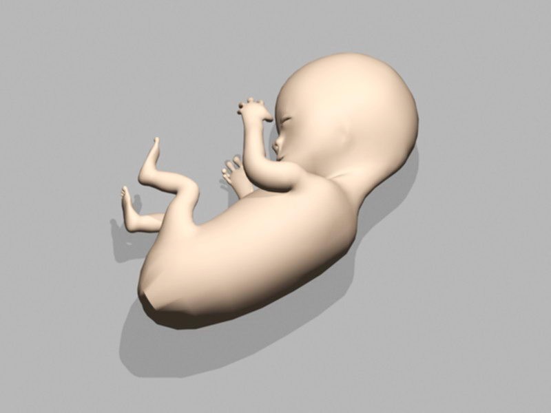 Human Embryo Fetus 3d rendering