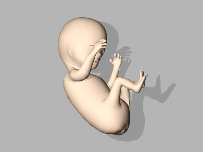 Human Embryo Fetus 3d rendering