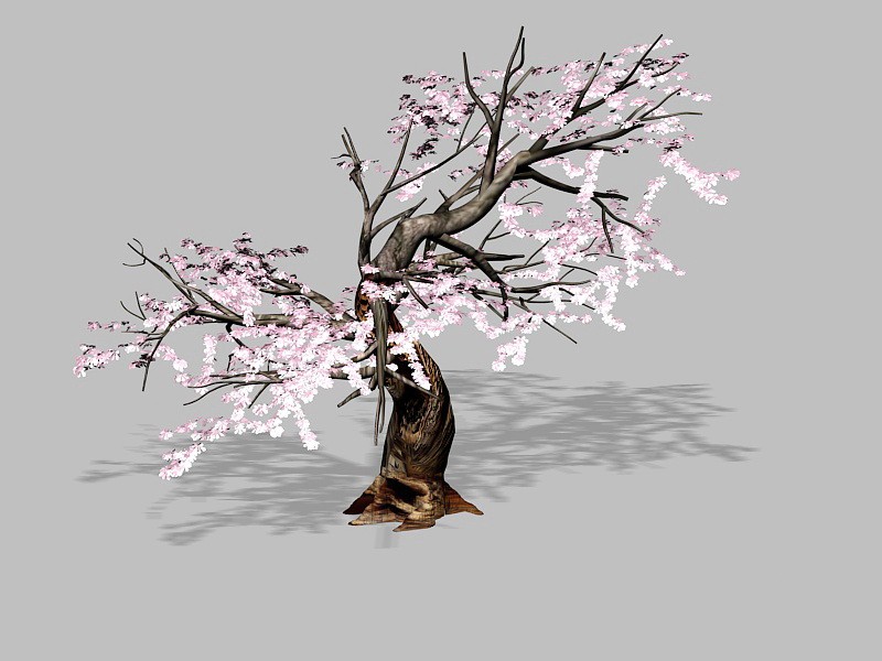 Flowering Plum Tree 3d rendering