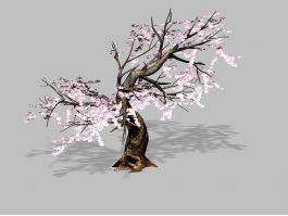 Flowering Plum Tree 3d preview