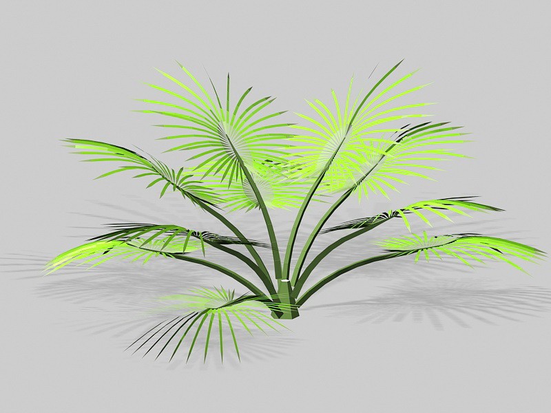 Palm Shrub 3d rendering