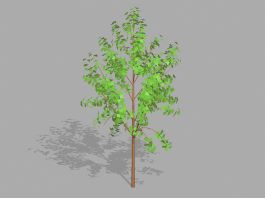 Small Tree Plant 3d preview