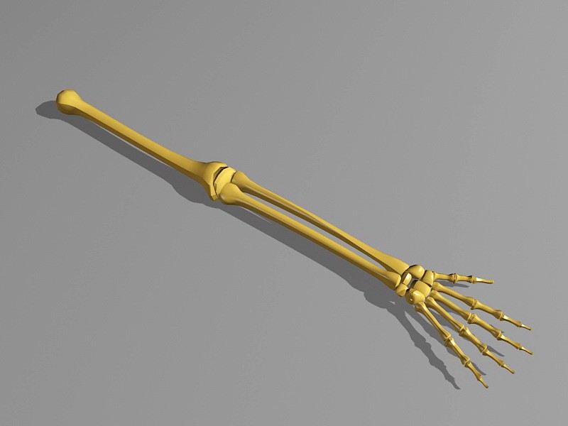 Human Skeleton Arm Bone 3d rendering
