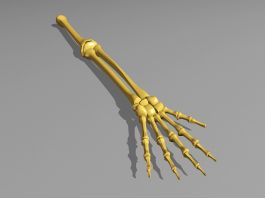 Human Skeleton Arm Bone 3d model preview
