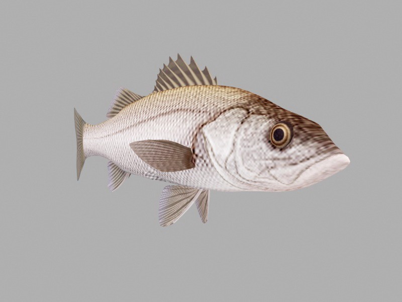 Animated Sea Bass Fish Rig 3d rendering
