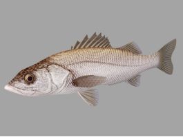 Animated Sea Bass Fish Rig 3d model preview