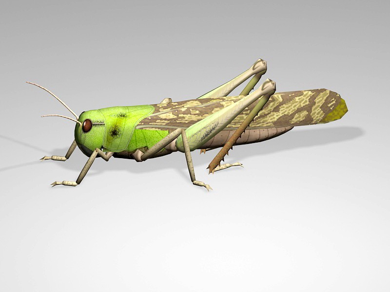 Grasshopper Cricket Insect 3d rendering