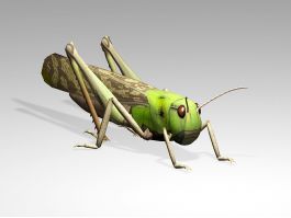 Grasshopper Cricket Insect 3d model 3D Studio files free download - CadNav