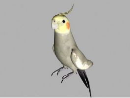 Cockatiel Bird 3d model preview