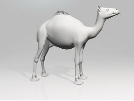 Arabic Camel 3d preview