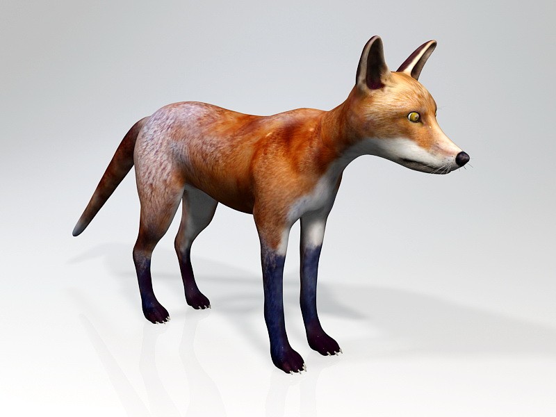 Red Fox Animal Rigged 3d rendering