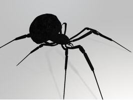 Black Widow Spider 3d preview