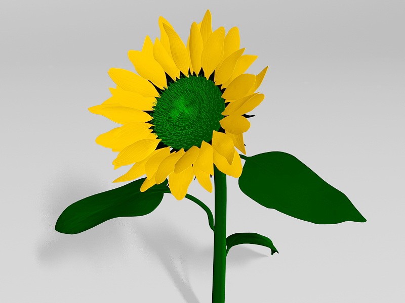 Sunflower Plant 3d rendering