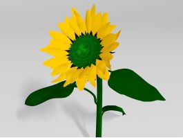 Sunflower Plant 3d model preview
