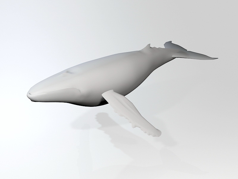 White Whale 3d rendering