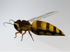 Wasp Bee Insect 3d preview