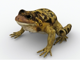 Common Garden Toad 3d preview