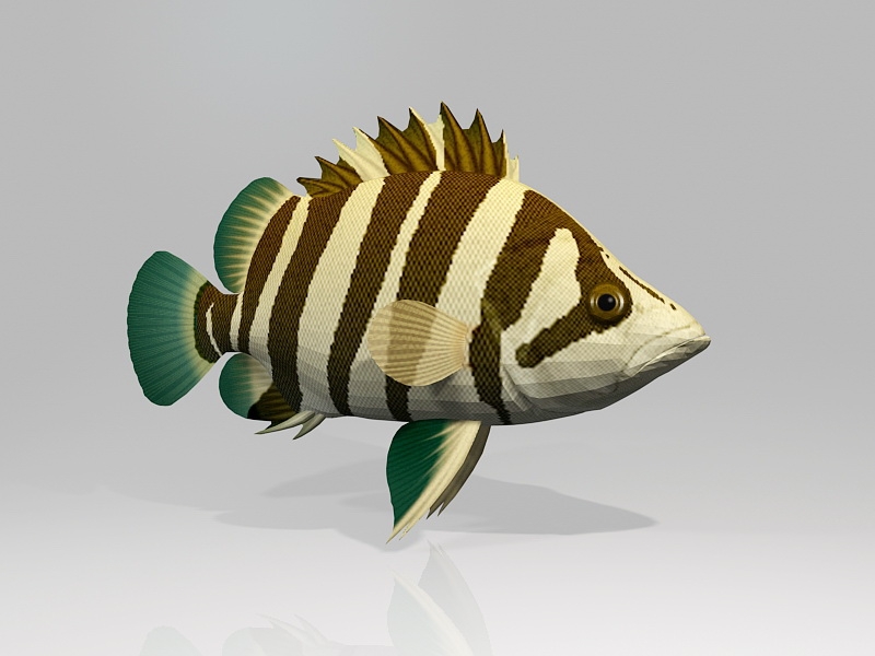 Siamese Tigerfish 3d rendering