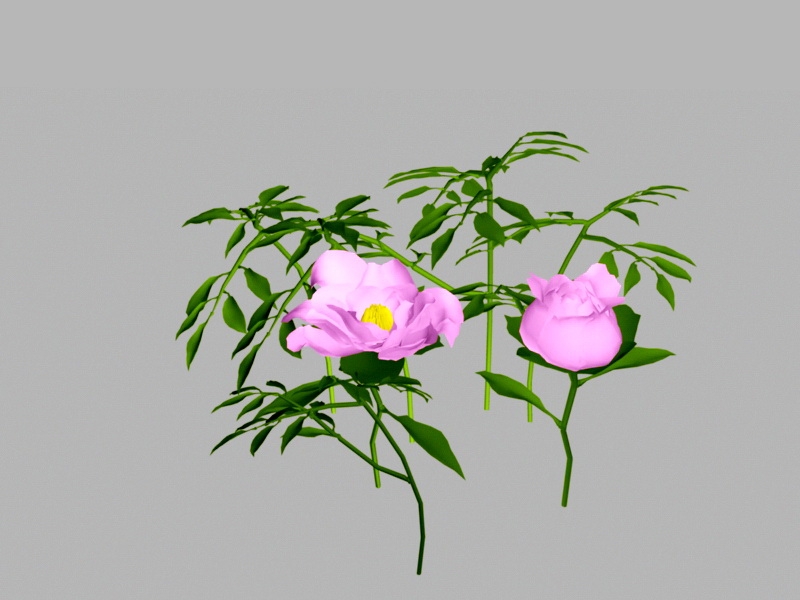 Peony Flower 3d rendering