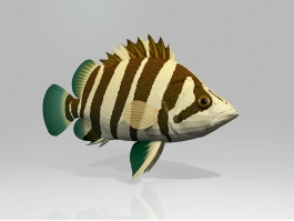 Siamese Tigerfish 3d preview