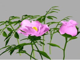 Peony Flower 3d preview