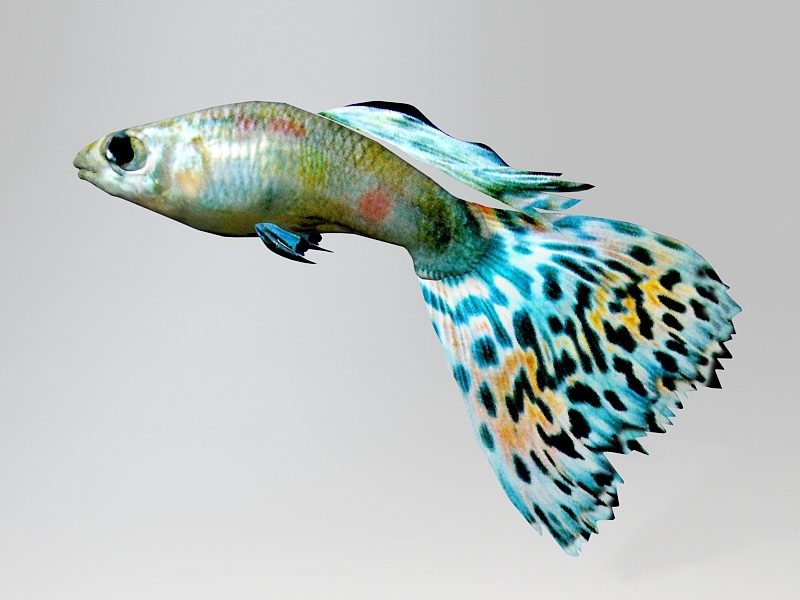 Rainbow Guppy Fish 3d rendering