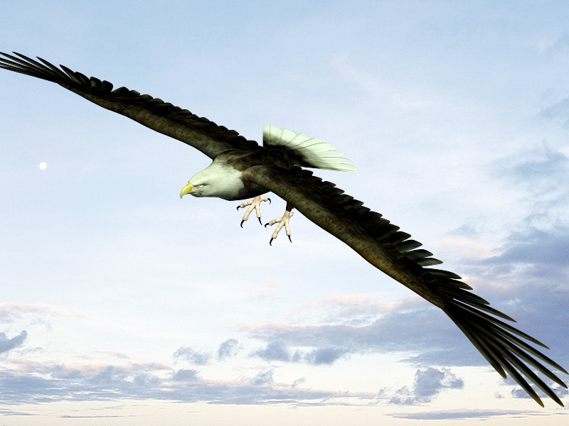 Bald Eagle Flying 3d rendering