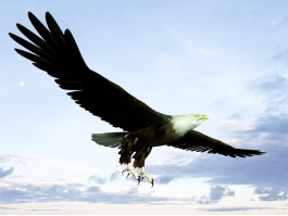 Bald Eagle Flying 3d preview