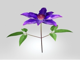 Clematis Flower 3d model preview