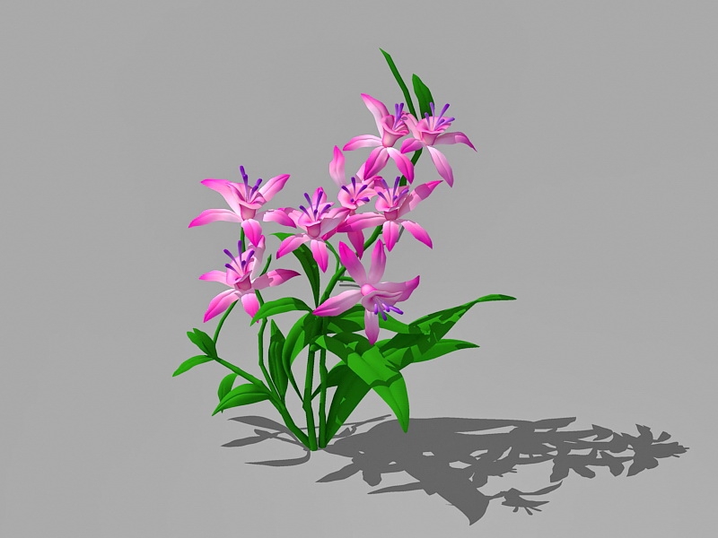 Pink Lily Flowers 3d rendering