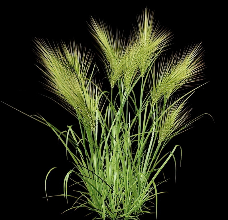 Wheat Plants 3d rendering