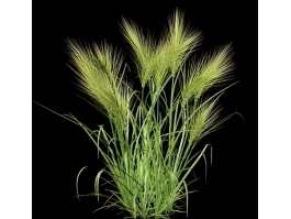 Wheat Plants 3d model preview