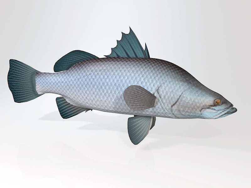 Barramundi Asian Sea Bass Fish 3d rendering