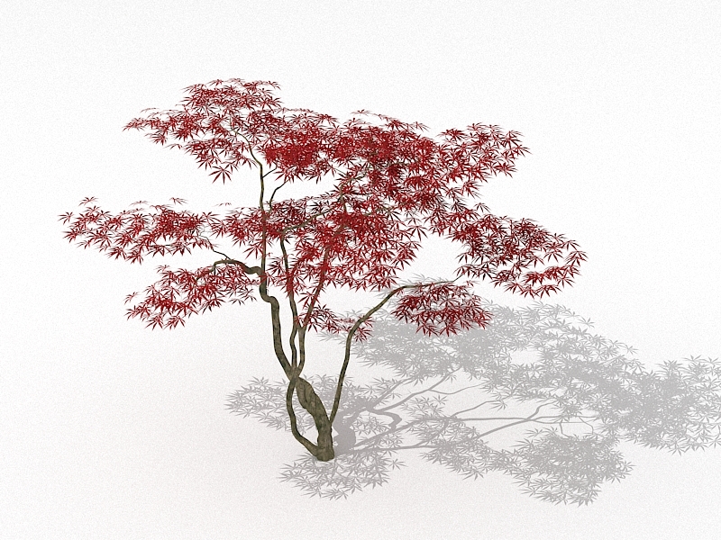 Japanese Red Maple Tree 3d rendering