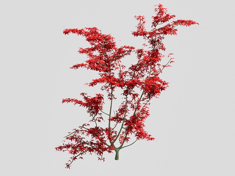 Ornamental Dwarf Japanese Maple Tree 3d rendering