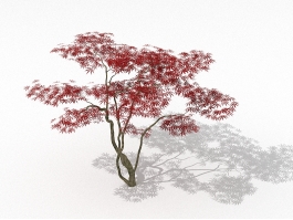 Japanese Red Maple Tree 3d model preview