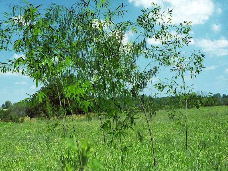 Bamboo Grove 3d rendering