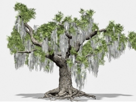 Beautiful Old Tree 3d model preview