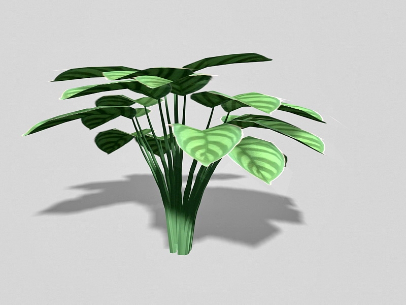 Calathea Zebrina Plant 3d rendering